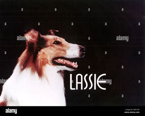 Lassie Lassie 1951 1971 Stock Photo Alamy