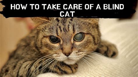 How To Take Care Of A Blind Cat Updated 2021 Blind Cat Care Blind