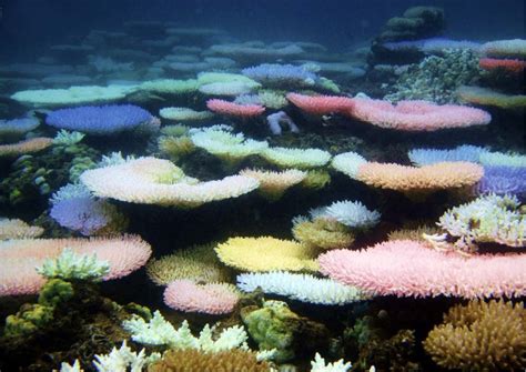 Rainbow Reefs How Corals Create ‘sunscreen Divernet