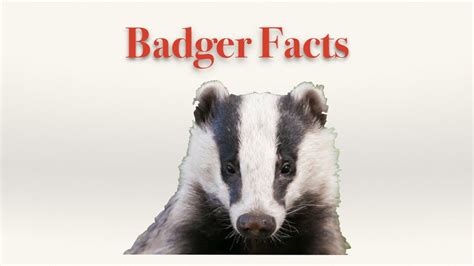 Badger Facts Youtube