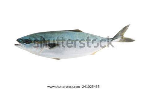 Seriola Dumerili Fish Greater Amberjack Fish Stock Photo 241025455