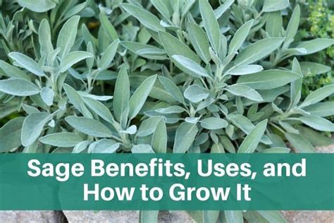 Sage Benefits And Uses And How To Grow It Our Inspired Roots