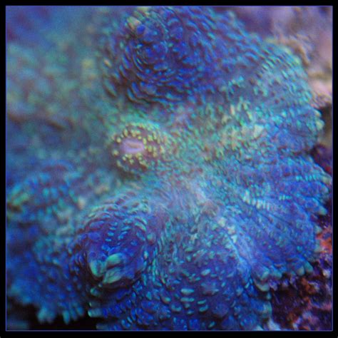 Bluefuzzyrhodactismushroom Coral Softies Reeftanks
