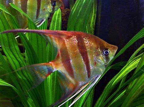 Ikan air tawar ini terkenal dengan gizinya, terutama karena kaya fosfor. Jenis-Jenis Ikan Hias Air Tawar Terindah | Aquascape Pemula