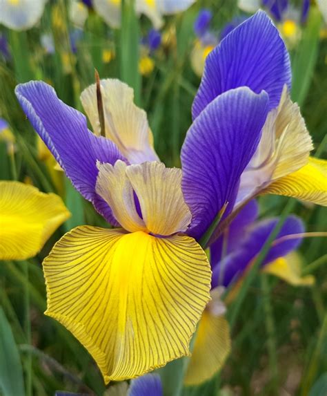 Dutch Iris Mystic Beauty Dutch Iris Iris Flower Bulb Index