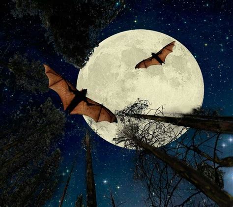 Bats Flying In The Moonlight Bat Animal Bat Flying S Bat Art
