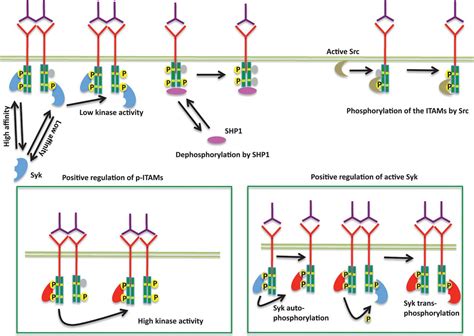 Monovalent And Multivalent Ligation Of The B Cell Receptor Exhibit