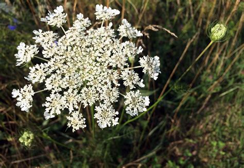 Invasive Queen Annes Lace Contact With Some Hogweed Pars Flickr