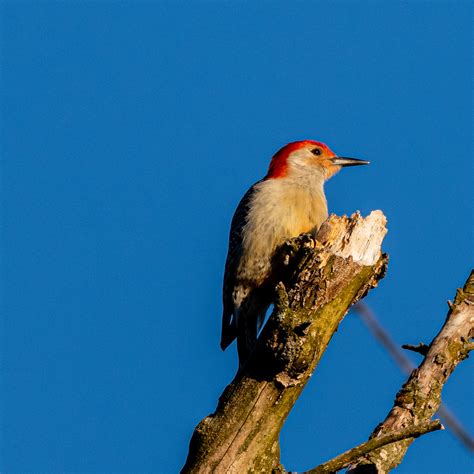 Red Bellied Woodpecker 1 Irv Evans Flickr