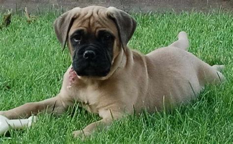 Finding pets for you… recommended pets. English Bull Mastiff Puppies For Sale In Ohio | PETSIDI