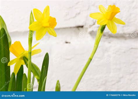 Yellow Daffodils Narcissus Flower In Spring Beautiful Spring Time And
