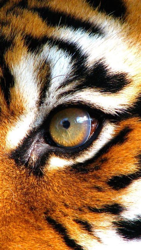 Tigers Eye Large Cats Big Cats Beautiful Cats Animals Beautiful