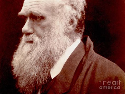 Portrait Of Charles Darwin 1859 Photo Photograph By English School