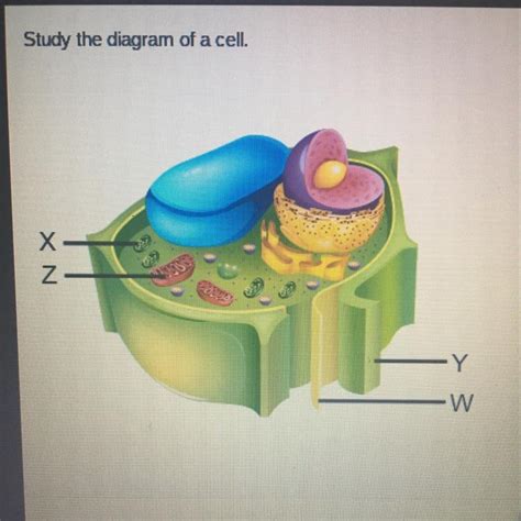 For this exercise we'll start with an image of a cell diagram ready. Study the diagram of a cell. Which structure is found only ...