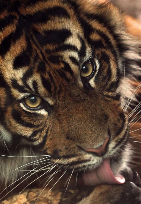 Sumatran Tiger Save The Tiger Tiger Love Big Cats Cool Cats Cats