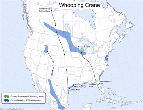 Whooping Crane Grus Americana Habitat In North America Is Divided