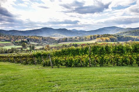 Discover The Northern Virginia Wine Trail Near Hillbrook Inn