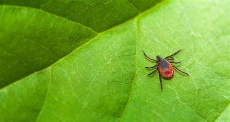 Can You Cure Lyme Disease The Controversy Around Diagnosis And Treatment