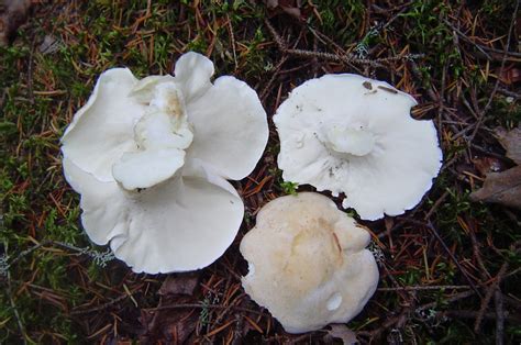 Wisconsin Mycological Society Mushroom Of The Month