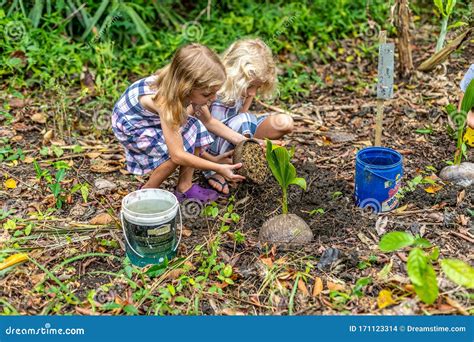 Kids Planting Coconut Tree On A Farm In Philippines Editorial Stock