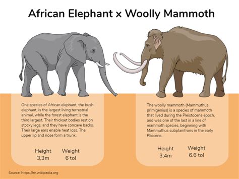 Elephant Vs Mammoth Infographic Templates