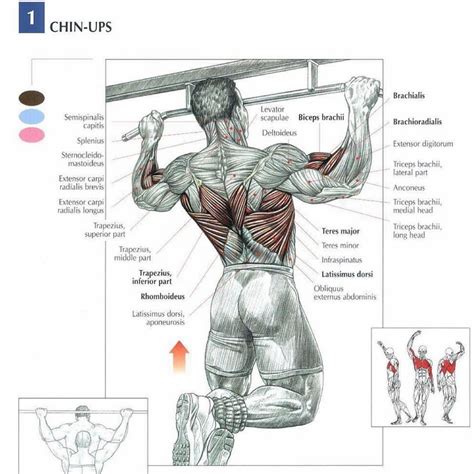Pullups Compound Exercises Are Important Because They Target Multiple