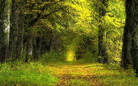 forest-background-images-65-pictures