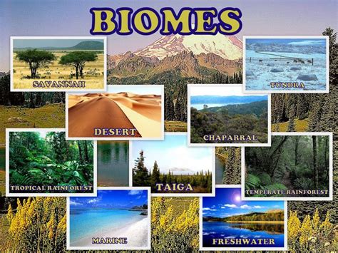 Types Of Biome Ecosystems Biomes Ecosystems Environmental Education