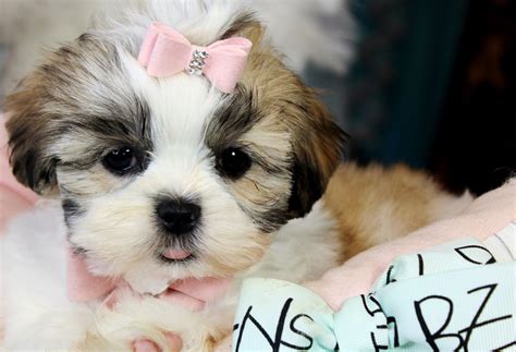 ♥♥♥ Imperial Shih Tzu ♥♥♥ Bring This Perfect Baby Home Today Call 954