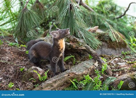 American Pine Marten Martes Americana Kit Looks Up To Right Summer