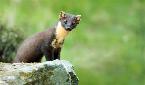 A Guide To Pine Martens In Scotland Habitat Diet And Other Facts