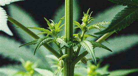 Uses Of Male Cannabis Plants Rqs Blog