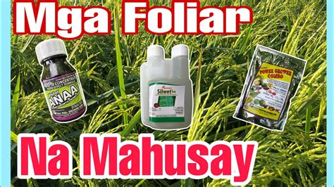 Mga Foliar Na Mahusay Sa Palay Mais At Gulay Best Foliar Fertilizer