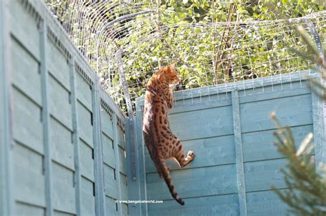 Five Ways To Let Your Cat Outside Safely Bengal Cat World Cats