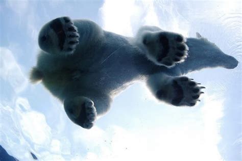 Polar Bear Feet Polar Bear Wildlife Pets Animals Worth