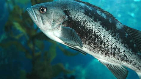 Black Bass Fish Facts A Z Animals