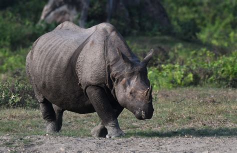 One Horned Rhinoceros Pixahive