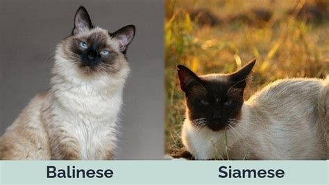 Balinese Vs Siamese Cats The Differences With Pictures Hepper