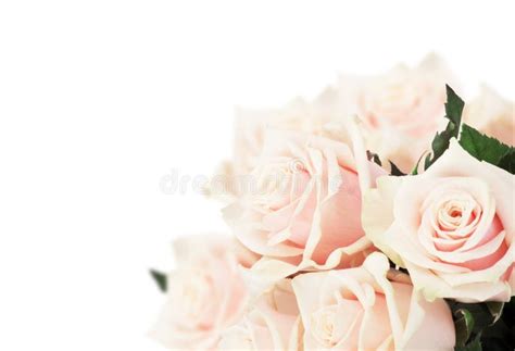 Różowe Róże I Lawendowy Bukiet Na Białym Tle Zdjęcie Stock Obraz