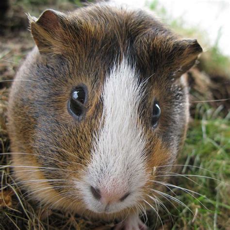 While you may not pet raccoons are a good idea, those cute faces make people want to keep one. Do Guinea Pigs Make Good Pets? - Lafeber Co. - Small Mammals