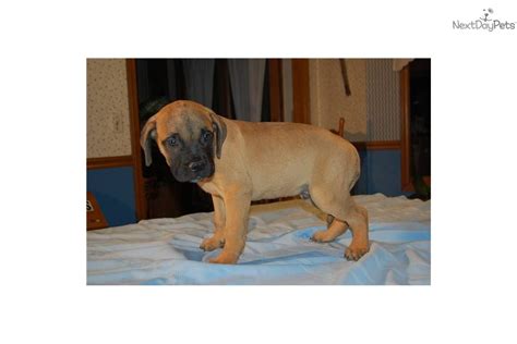 Meet Charlie A Cute Bullmastiff Puppy For Sale For 800 Akc Champion