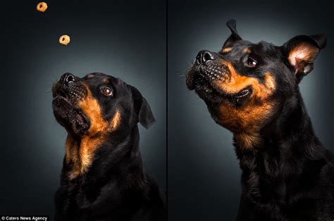 Photographer Christian Vieler Takes Pictures Of Dogs As They Catch