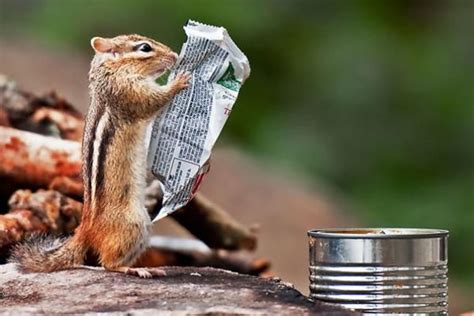 116 Best Animals Reading Images On Pinterest Books Reading And Cute
