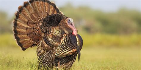 Jake vs long beard | the turkey hunting challenge. This Is How You Slaughter A Turkey For Thanksgiving | HuffPost