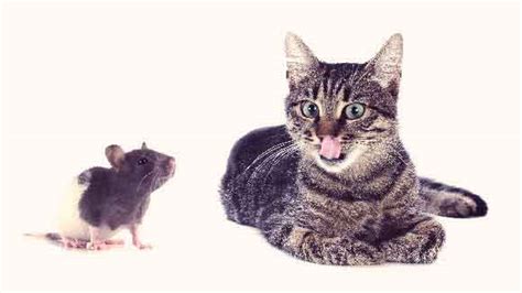 If you have dreamed of the cat that was chasing the mice, it means that you should take your life in your own hands and you should not allow other people to have influence you have seen in this article some of the most usual dreams about mice and you have seen what all those dreams can mean. Is it Safe to Let Your Cat Get Rid of Mice? | PetCareRx