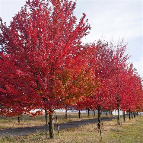Red Maple Trees For Sale At Arbor Days Online Tree Nursery Arbor Day