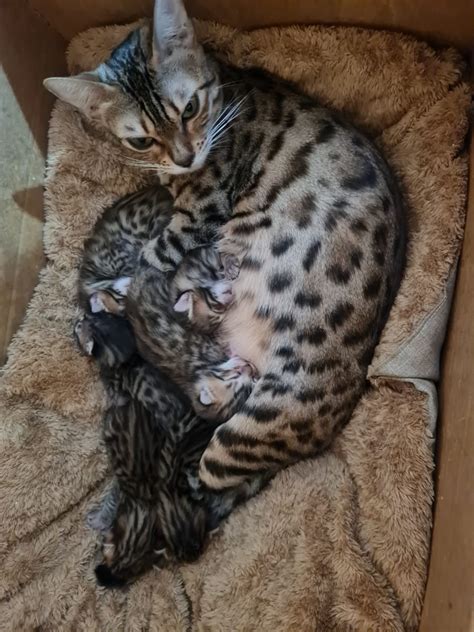 Reserviert Bengal Kitten Altmannstein Haustier Anzeiger