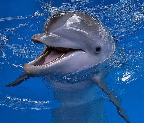 Cute Baby Dolphins Top 10 Cutest Animals Cute Animals Animals