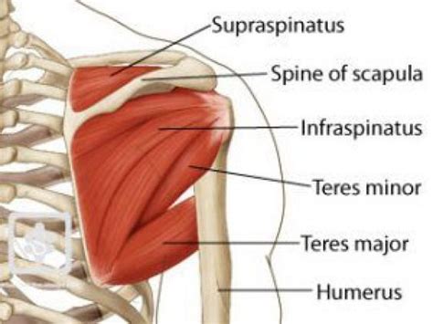 The patella is a large sesamoid (a bone within a tendon) bone with a triangular the posterior aspect of the patellar ligament is separated from the knee joint by an infrapatellar fat pad and a synovial membrane. Grease your shoulder joint (rotator cuff): rear deltoid ...