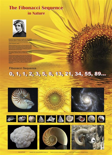 Fibonacci Sequence In Nature Urijehnelliott